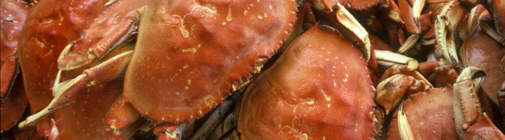 Tri-State Dungeness Crab (TSDC)