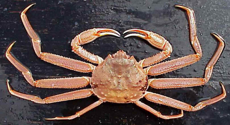 http://www.afsc.noaa.gov/race/media/photo_gallery/invert_files/Red_king_crab.htm