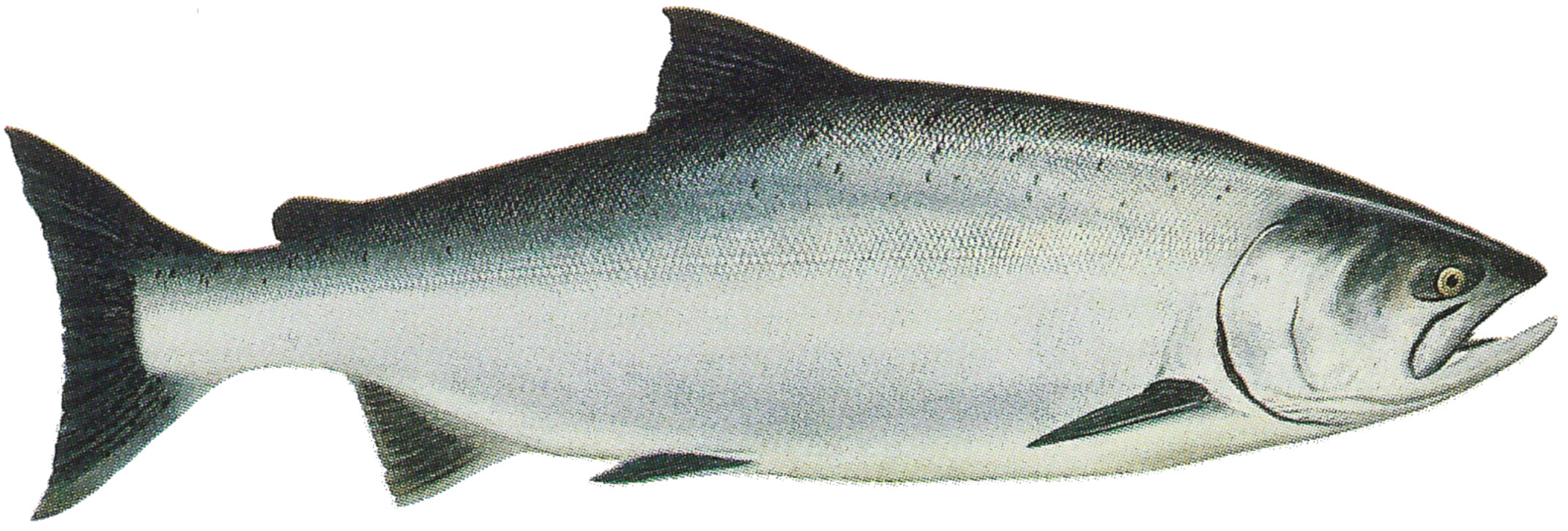 Chinook Salmon EDR