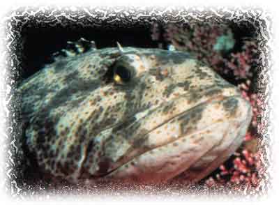 lingcod