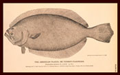 flounder