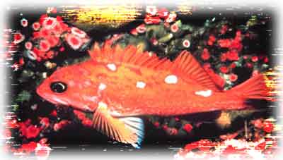 rockfish