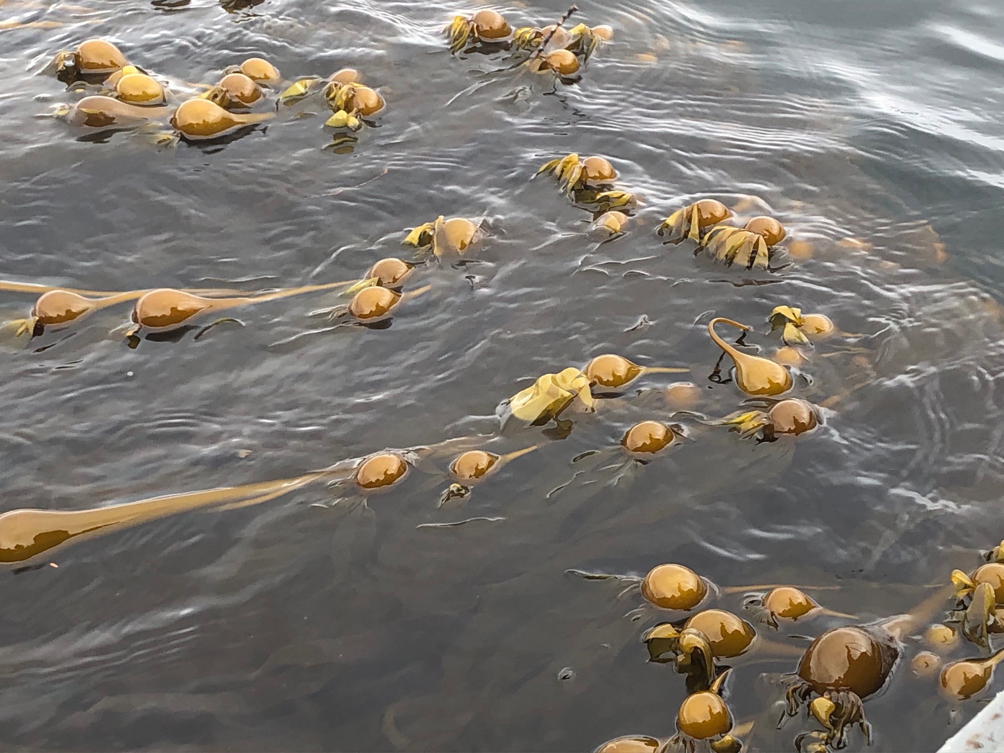 Marine Aquaculture Research Projects