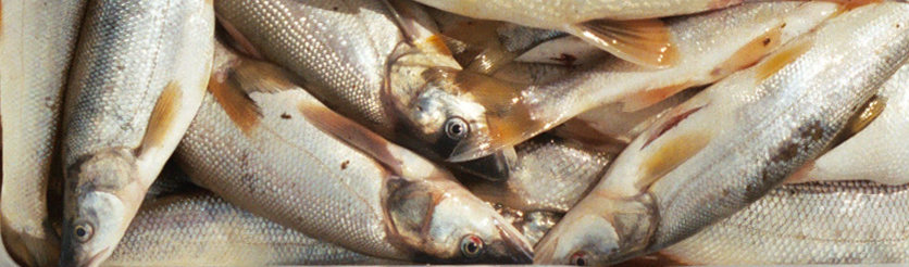 Northern Pikeminnow Management Program (NPMP)