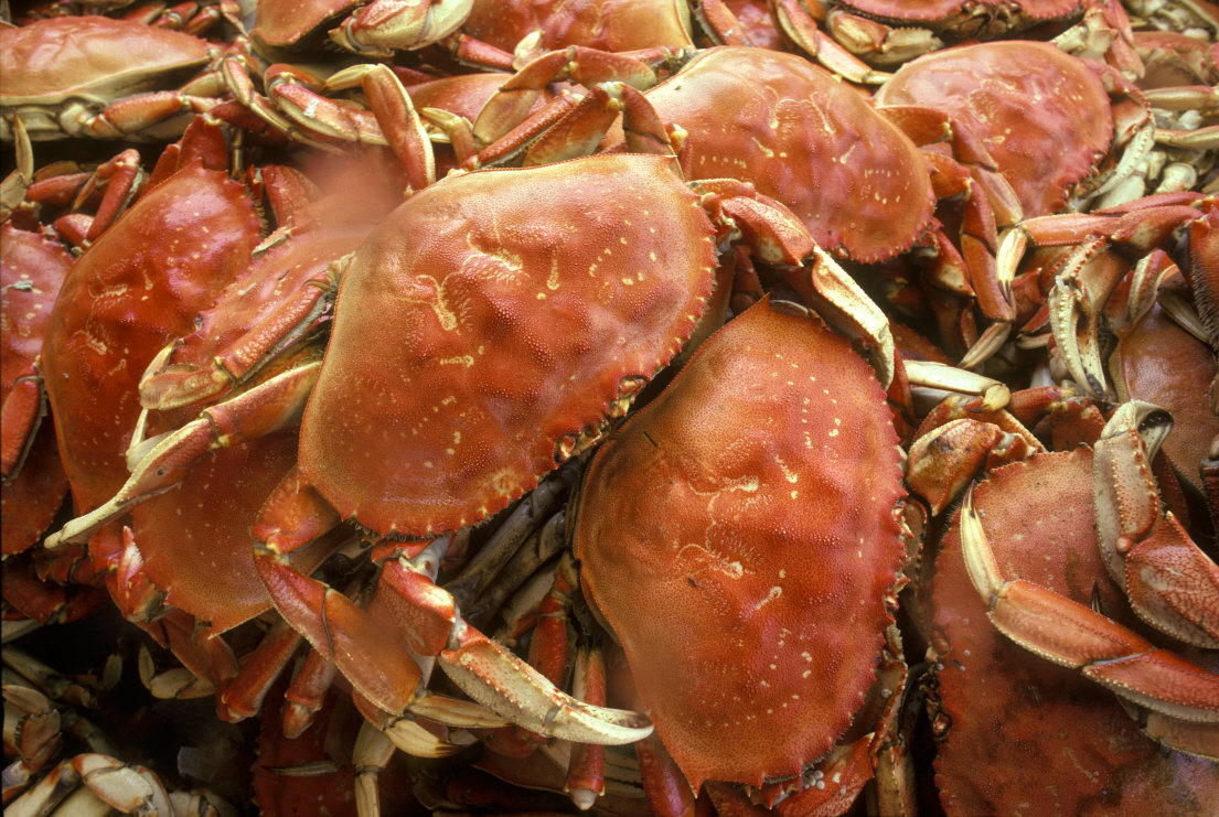 Tri-State Dungeness Crab (TSDC)
