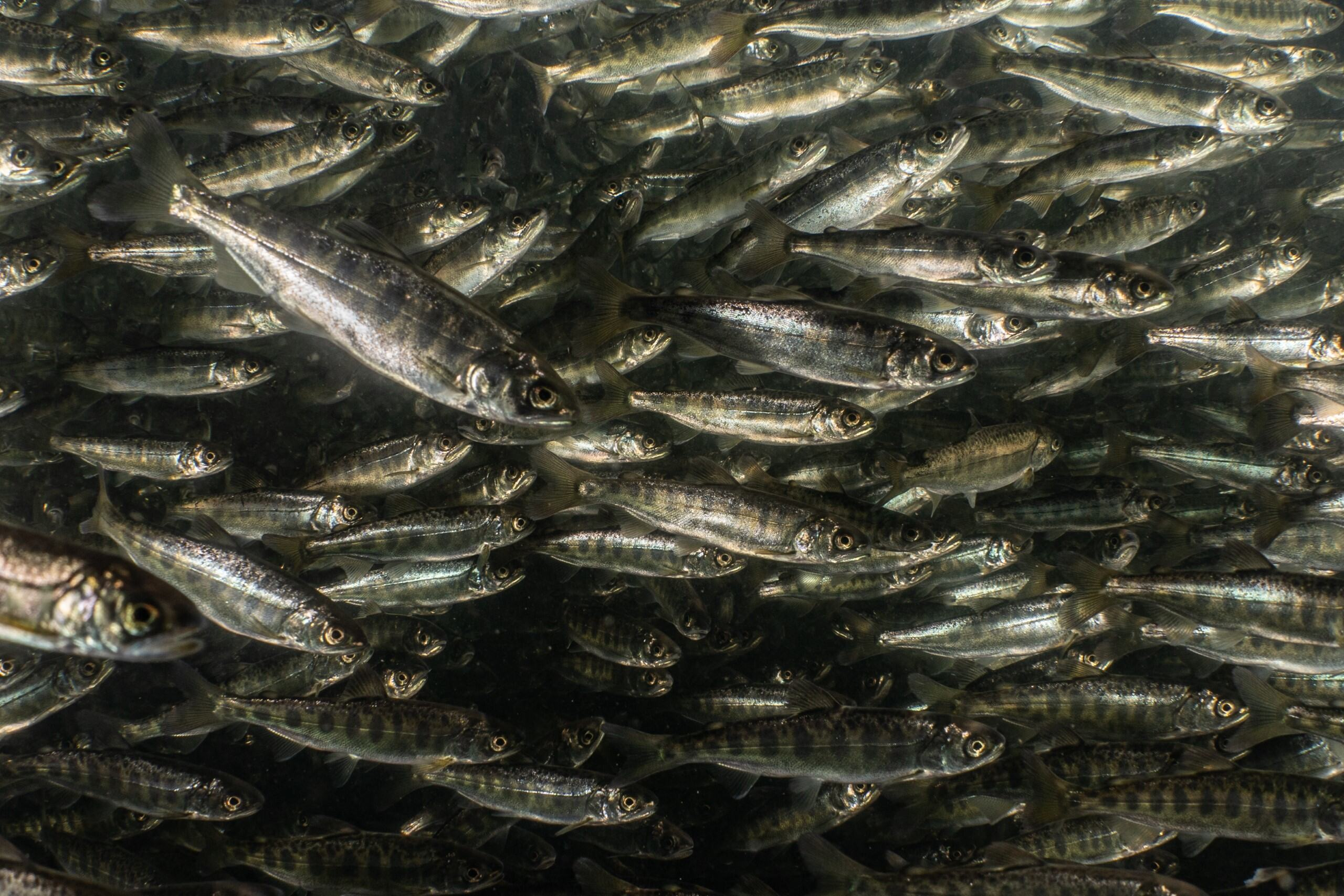 Electronic Fish Tickets (ETix)